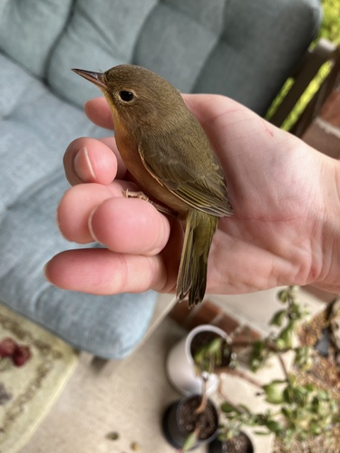 Common Yellowthroat