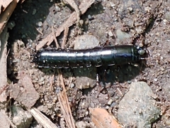 Carabina