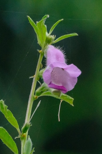 Sesamum indicum malabaricum