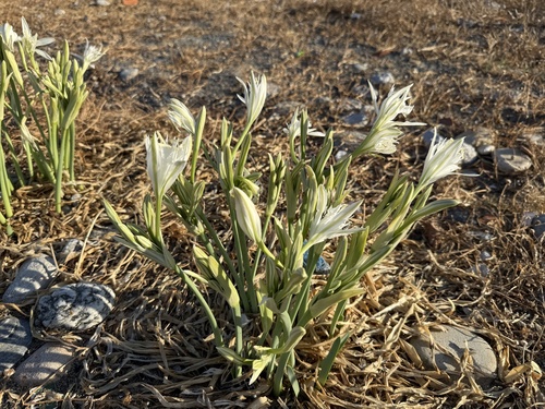Sea Daffodil