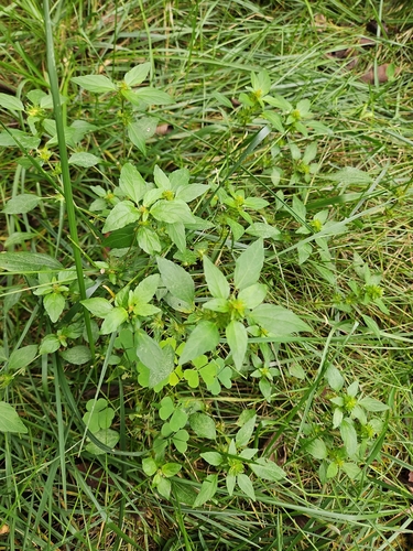 Common Three-seeded Mercury