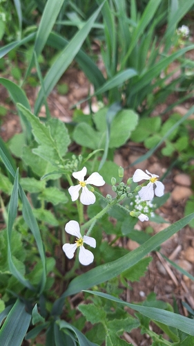 Wild radish