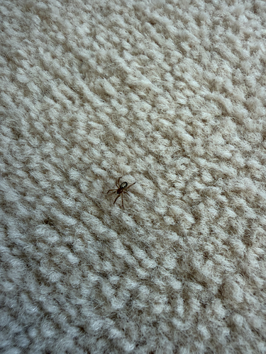 Noble False Widow