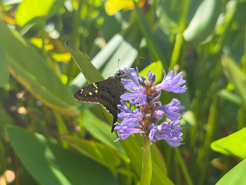 Long-tailed Skipper