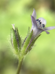 Gilia achilleifolia