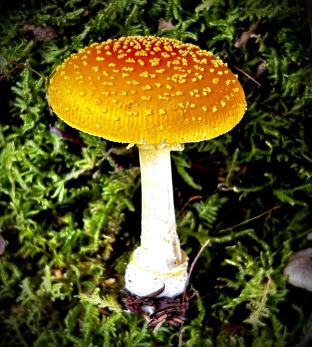 Frost's Amanita