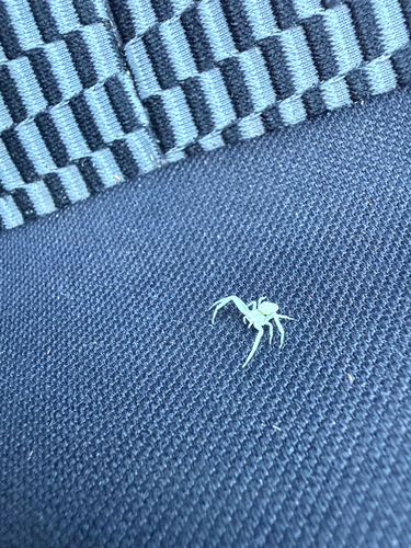 Goldenrod Crab Spider
