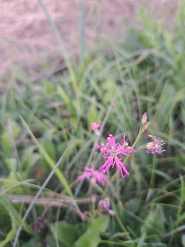 ragged-robin