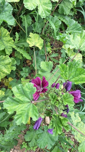 Mauritanian mallow