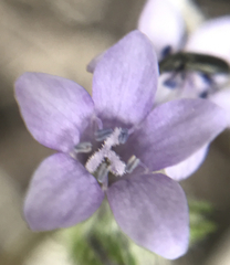 Gilia achilleifolia