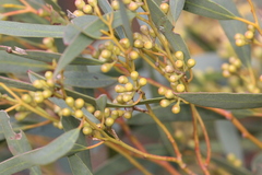 Eucalyptus gracilis