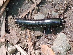 Carabina