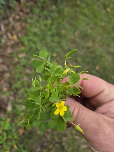 upright yellow woodsorrel