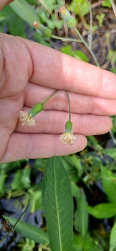 Pale Tasselflower