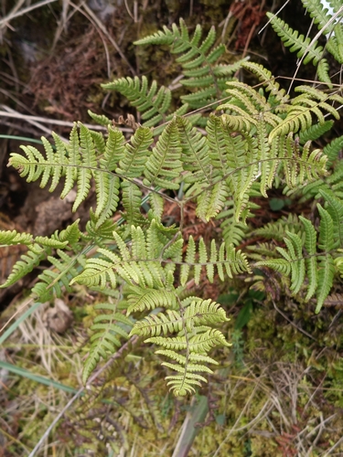 Gymnocarpium robertianum, photograph 6