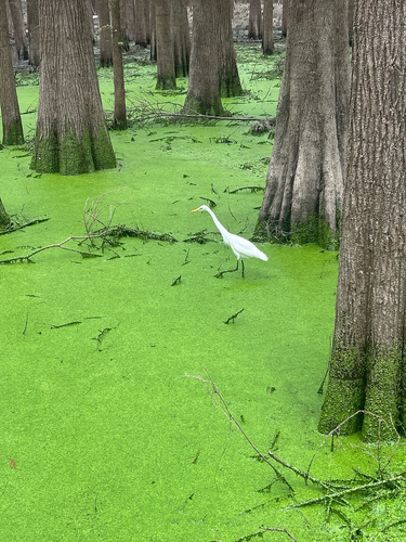 Great Egret