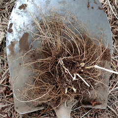 Vincetoxicum rossicum