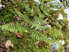 Gymnocarpium robertianum