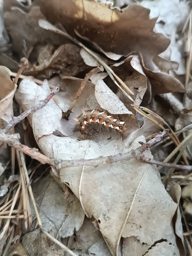 Knot Grass Moth