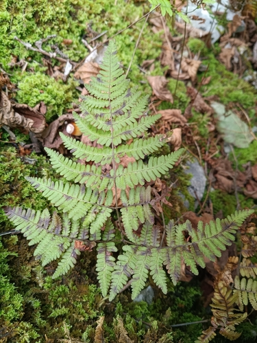 Gymnocarpium robertianum, photograph 1