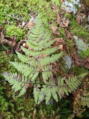 Gymnocarpium robertianum, photograph (c) Daniel Buczkiewicz, some rights reserved (CC BY)