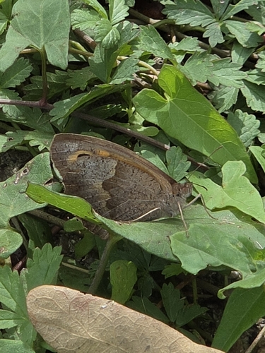 Meadow Brown