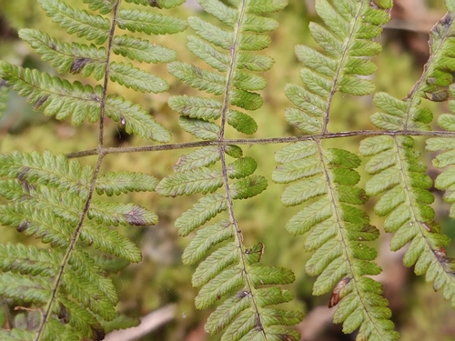 Gymnocarpium robertianum, photograph 2