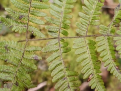 Gymnocarpium robertianum, photograph (c) Daniel Buczkiewicz, some rights reserved (CC BY)