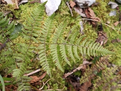 Gymnocarpium robertianum, photograph (c) Daniel Buczkiewicz, some rights reserved (CC BY)