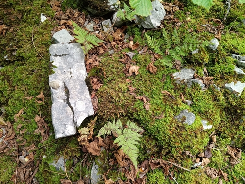 Gymnocarpium robertianum, photograph 4