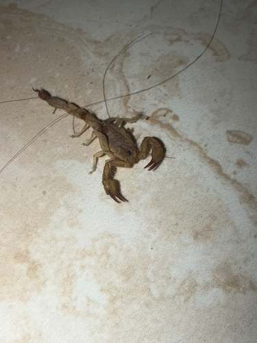 Russell's Scorpion