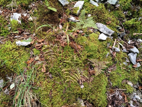 Gymnocarpium robertianum, photograph 5