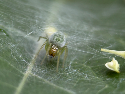 Green Meshweaver