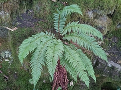 Polystichum aculeatum
