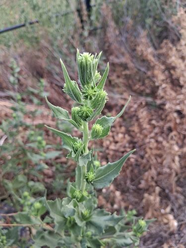 Sumpweed