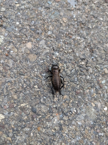 European Field Cricket