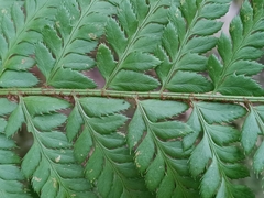 Polystichum aculeatum, photograph (c) Daniel Buczkiewicz, some rights reserved (CC BY)