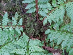 Polystichum aculeatum, photograph (c) Daniel Buczkiewicz, some rights reserved (CC BY)