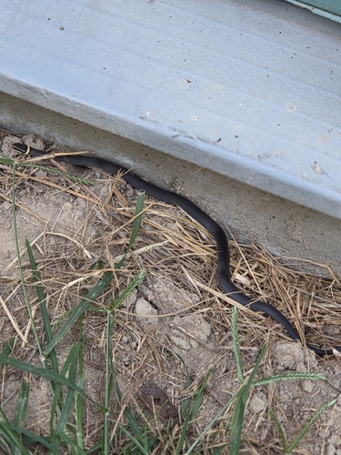 Ring-necked Snake