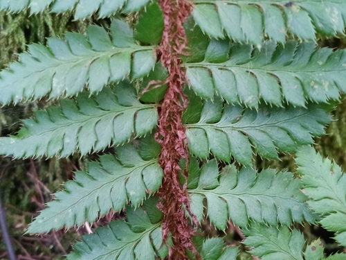 Polystichum aculeatum, photograph 3