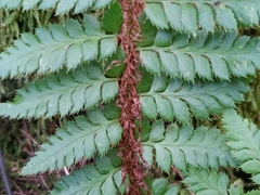 Polystichum aculeatum, photograph (c) Daniel Buczkiewicz, some rights reserved (CC BY)