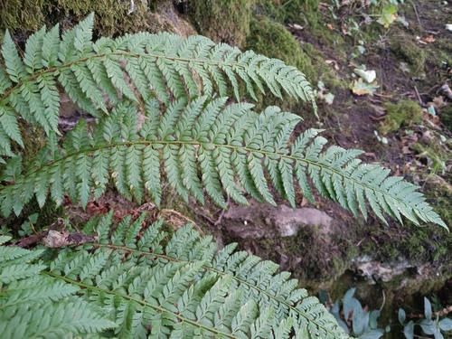 Polystichum aculeatum, photograph 4