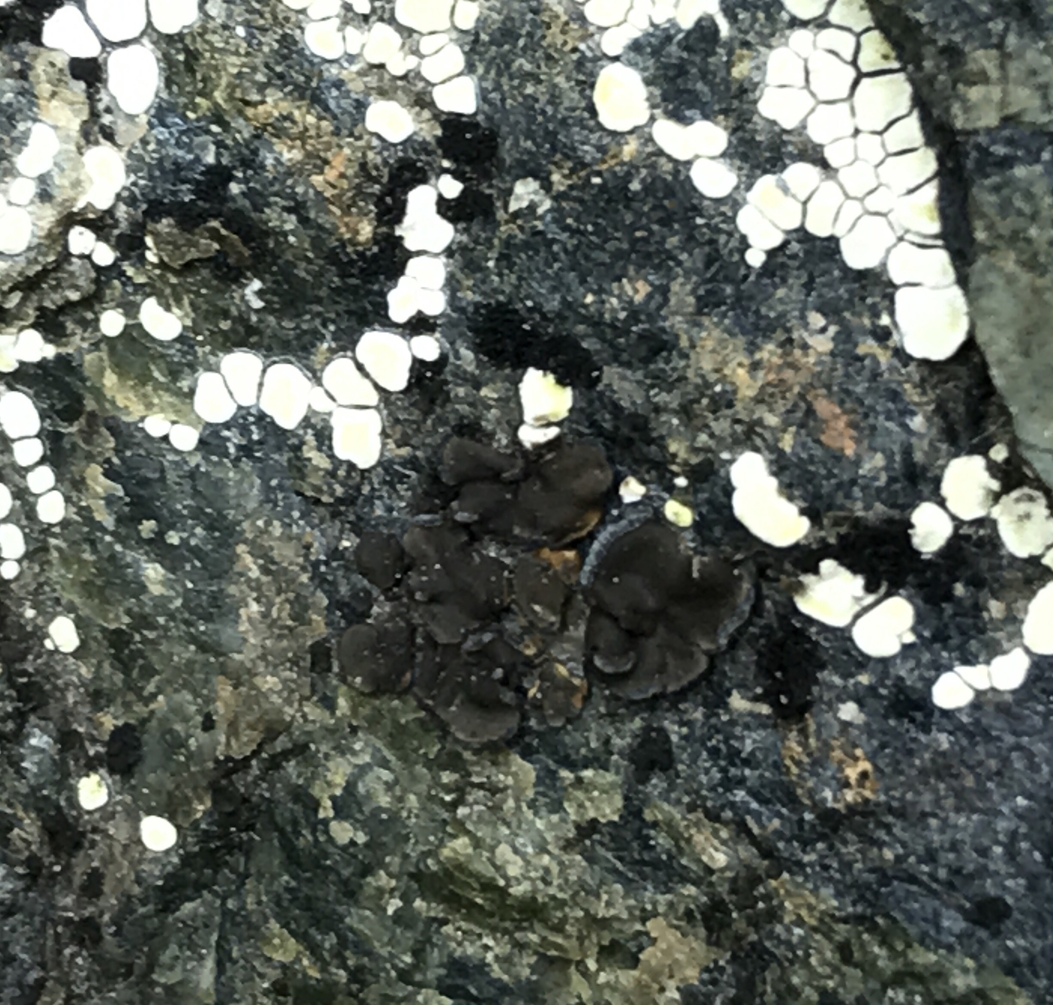 Peltulaceae image