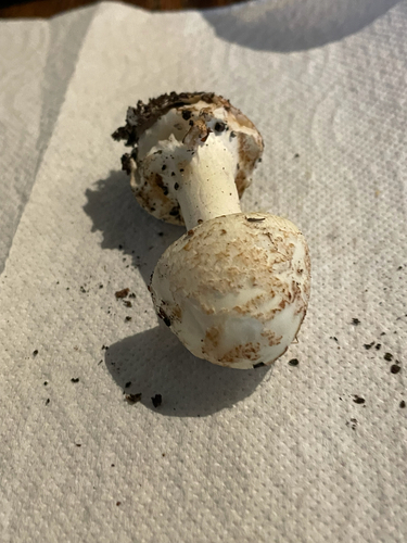 False Death-cap