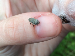 Lepyronia quadrangularis