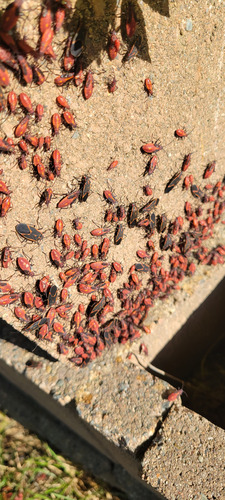 Eastern Boxelder Bug