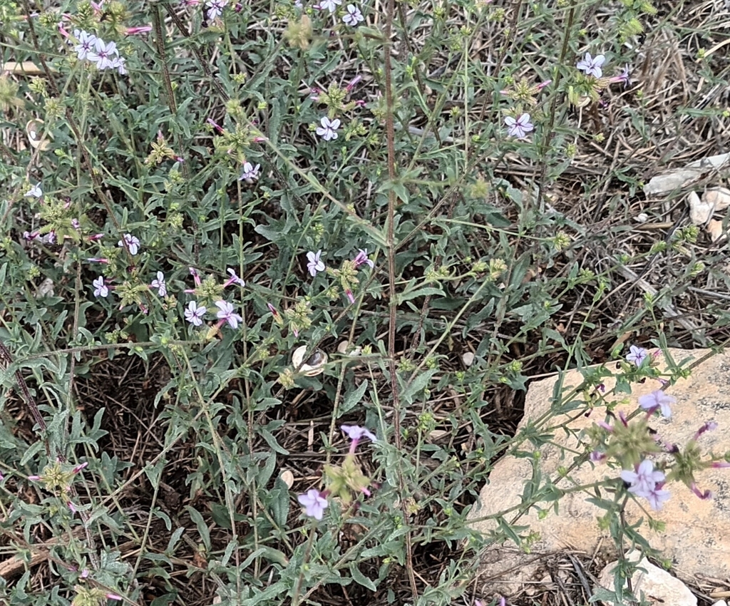 Plumbago europaea; photograph author not stated, no rights reserved