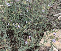 Plumbago europaea