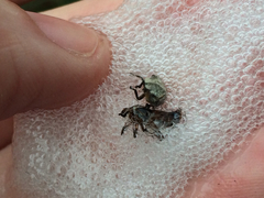 Lepyronia quadrangularis