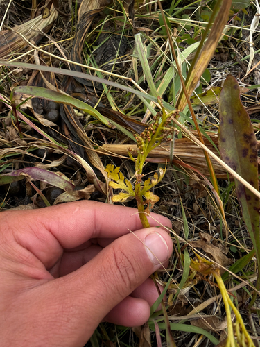 Botrychium matricariifolium, 2026-09-19